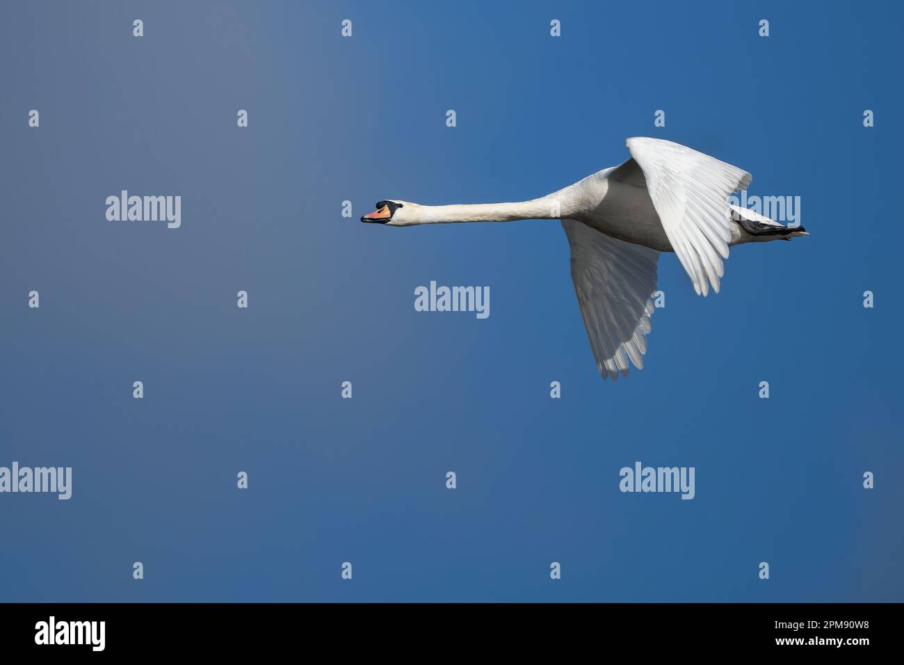 Stummer Schwan gleitet an einem wolkenlosen sonnigen Frühlingstag durch die Luft Stockfoto