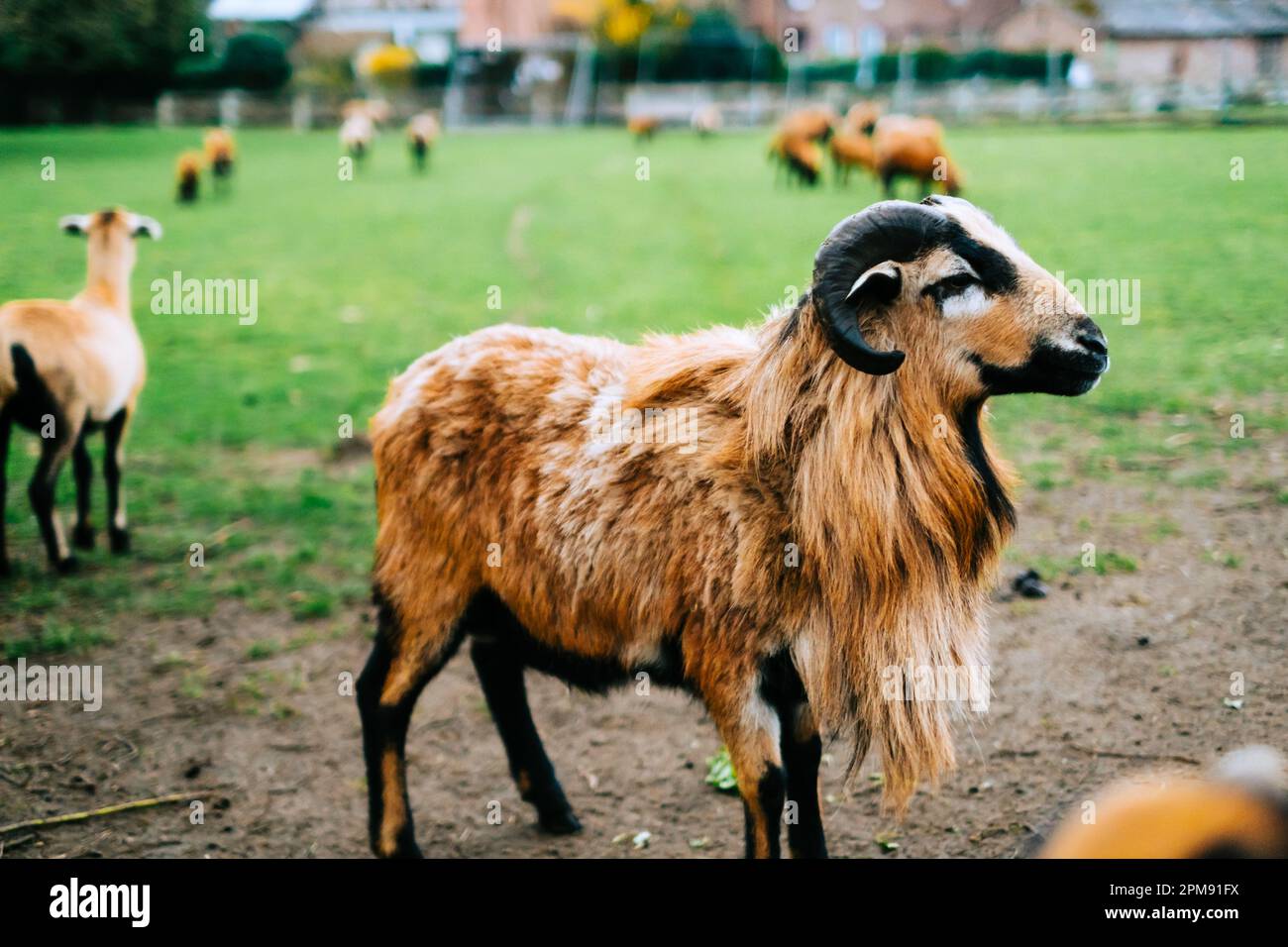 Eine Ziegenherde auf einem Bauernhof. Vieh auf der Weide Stockfoto