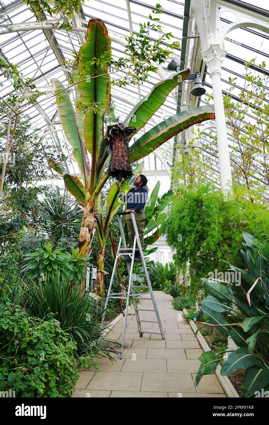 ENSET, Äthiopiens bemerkenswerter „Baum gegen den Hunger“, blüht zum ersten Mal in Kew Gardens in London, wo er von Kew Apprentice Florence Akanbi-Guei gepflegt wird. Aufgrund seiner bemerkenswerten Vielseitigkeit, Dürreresistenz und Krankheitstoleranz ist Enset eine Grundnahrungsquelle für mehr als 20 Millionen Menschen in Äthiopien. Bilddatum: Mittwoch, 12. April 2023. Stockfoto