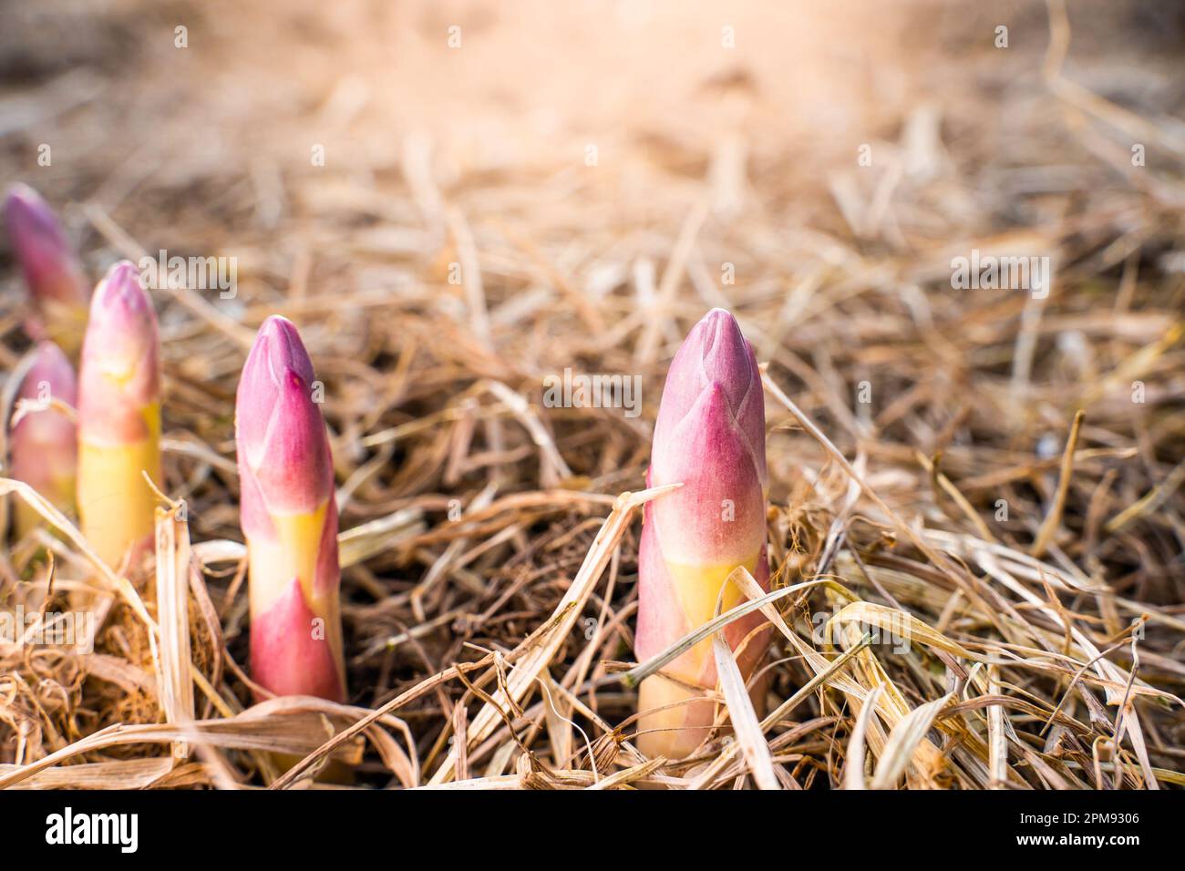 Ein junger Spargelschuss wuchs im Frühling im Gemüsegarten aus der Nähe. Medizinischer Spargel wuchs nach der ersten Erwärmung, Mulchen des Stockfoto