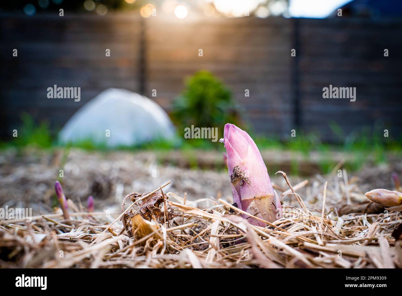 Ein junger Spargelschuss wuchs im Frühling im Gemüsegarten aus der Nähe. Medizinischer Spargel wuchs nach der ersten Erwärmung, Mulchen des Stockfoto
