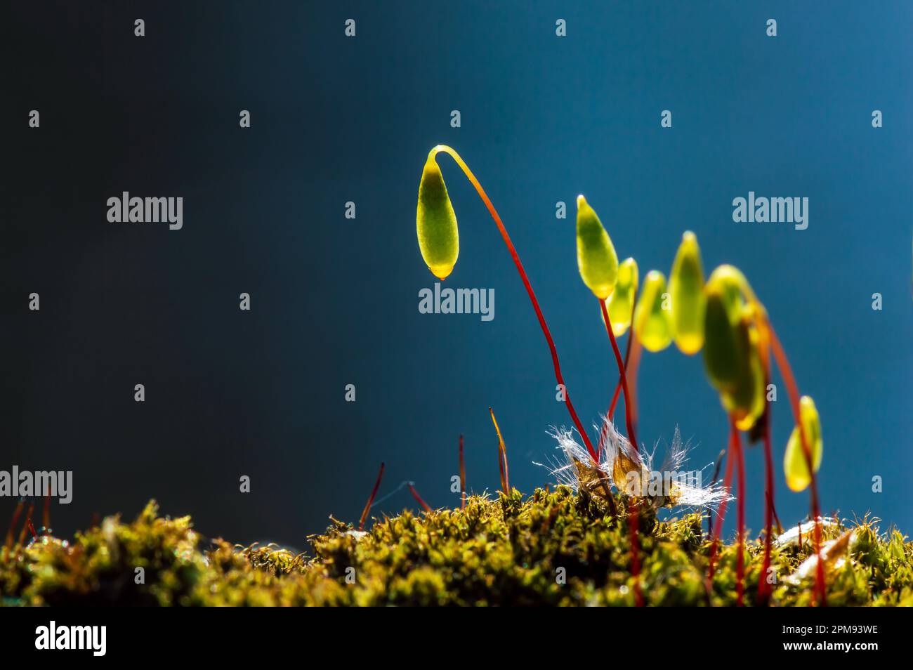 Makrobild von blühendem Moos vor blauem Hintergrund Stockfoto