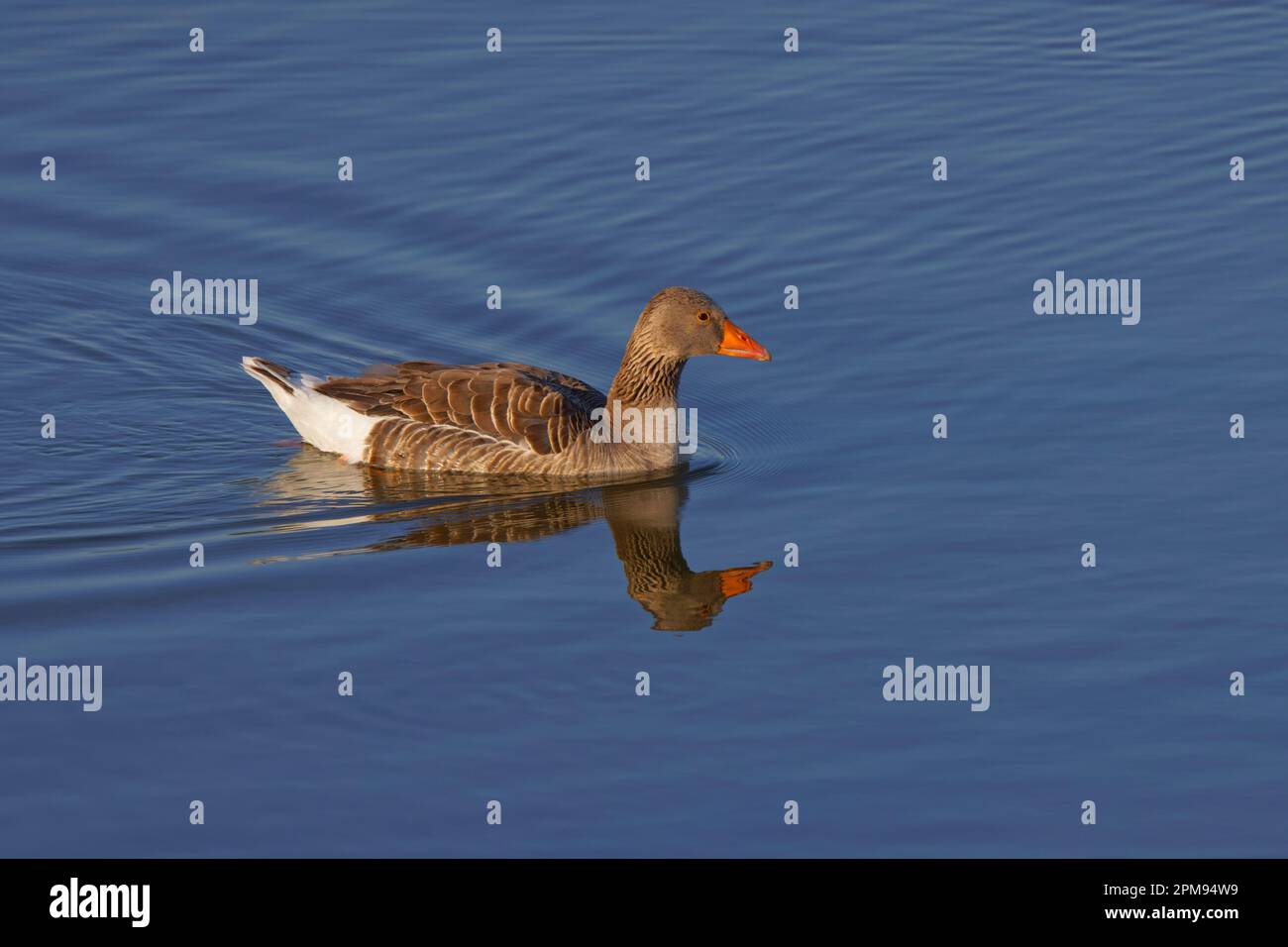 Greylag Goose Anser anser Abberton Reservoir, Essex BI035198 Stockfoto