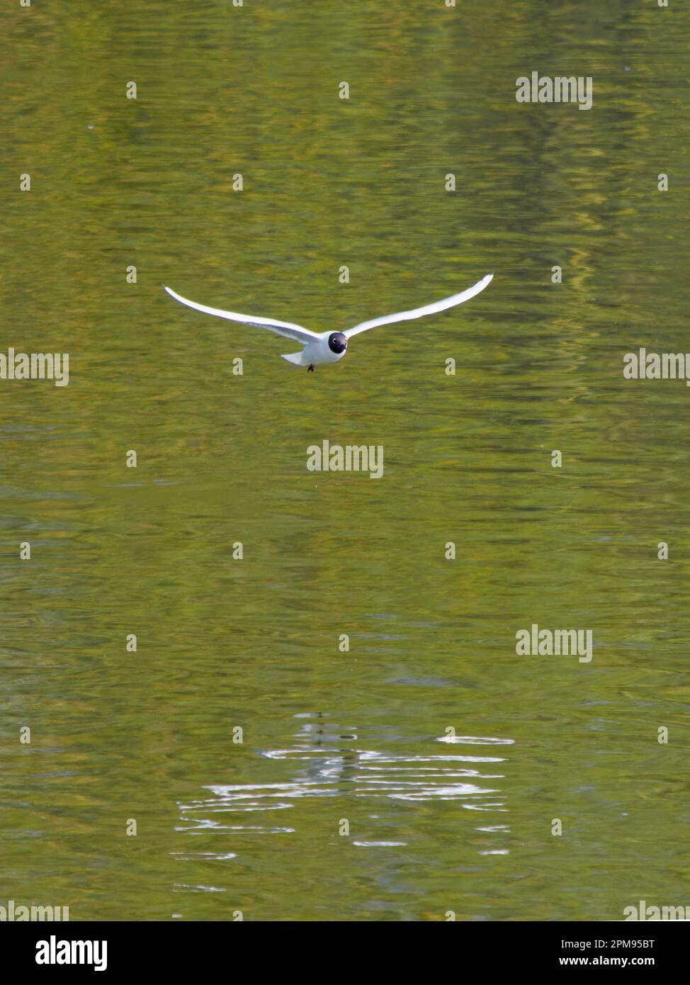 Schwarzkopfmöwe – in Flug grünes Wasser Chroicocephalus ridibundus Essex, UK BI036000 Stockfoto