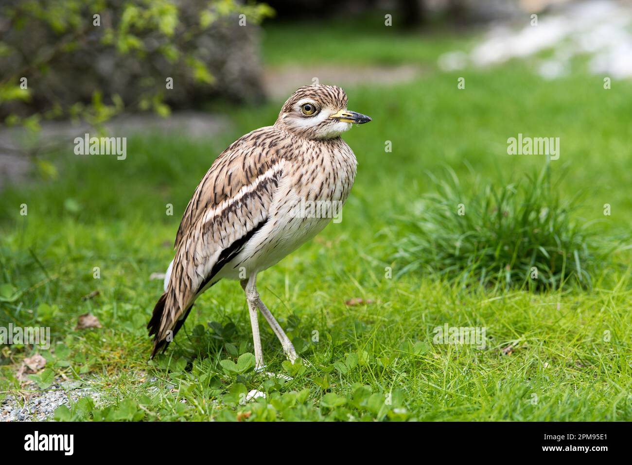 un bel occhione comune su un prato di montagna, un uccello molto bello in Primo Piano Stockfoto