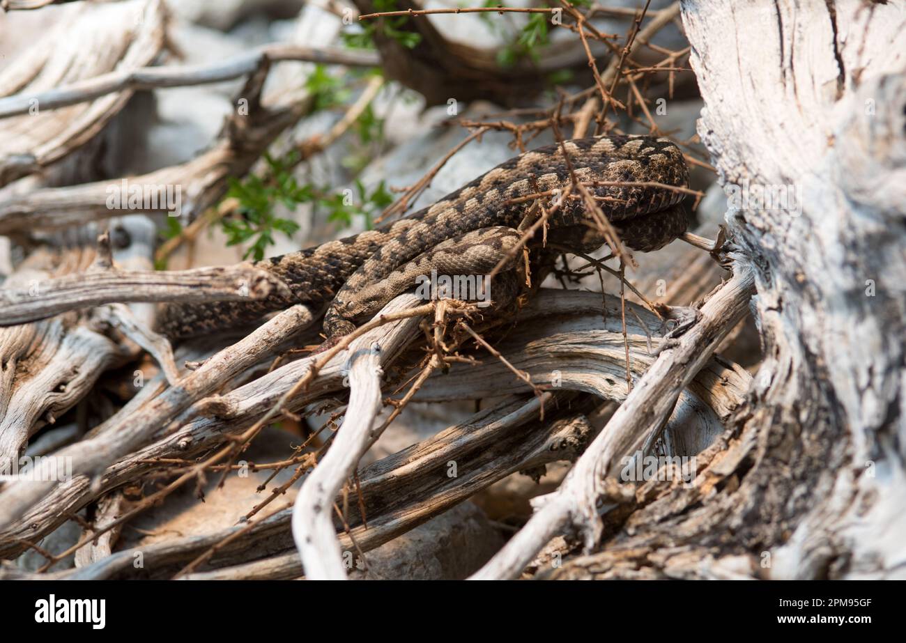 una bella vipera di montagna, la Fauna delle dolomiti Stockfoto