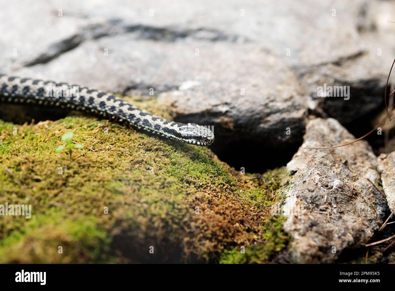 una bella vipera di montagna, la Fauna delle dolomiti Stockfoto