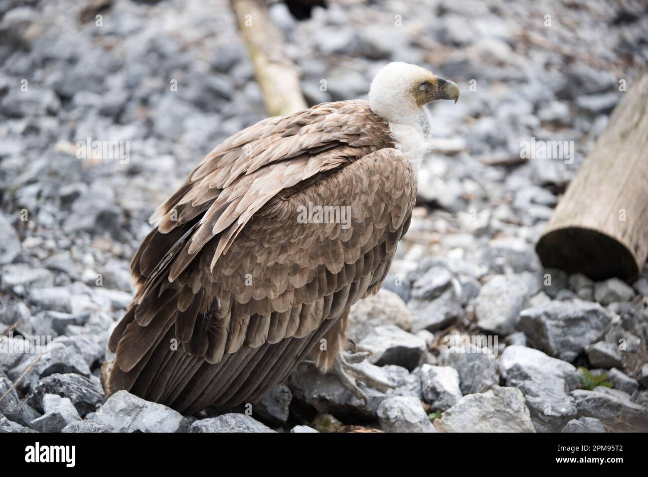un bel esemplare di avvoltoio con il suo piumaggio marrone e bianco Stockfoto