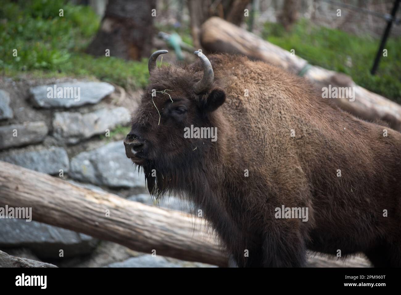 un bel bisonte europeo con il pelo marrone scuro Stockfoto