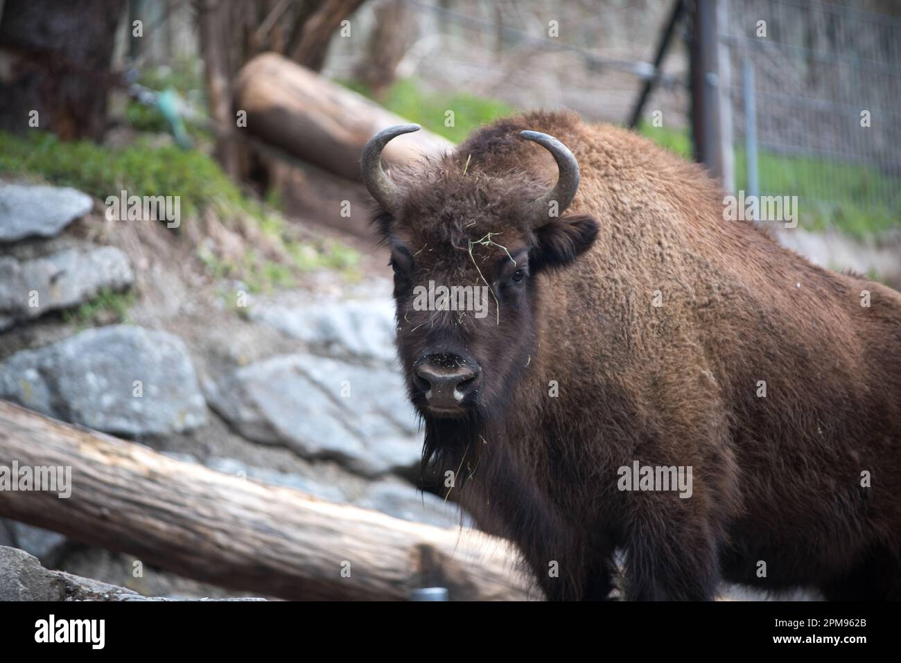 un bel bisonte europeo con il pelo marrone scuro Stockfoto