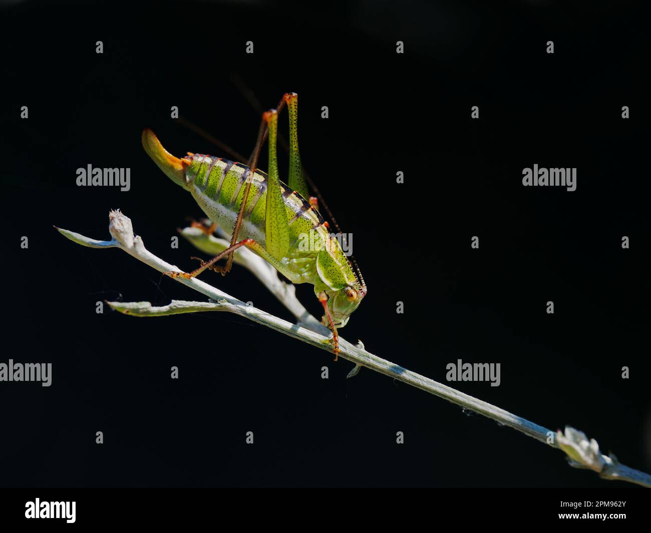 Bällige Bright-Bush-Cricket Poecilimon thoracicus Bulgaria IN003567 Stockfoto