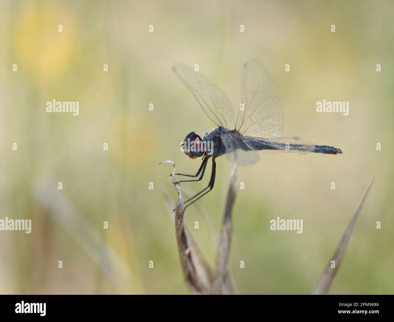 Schwarzer Pennant - männlich ruhend Selysiothemis nigra Bulgarien IN003696 Stockfoto