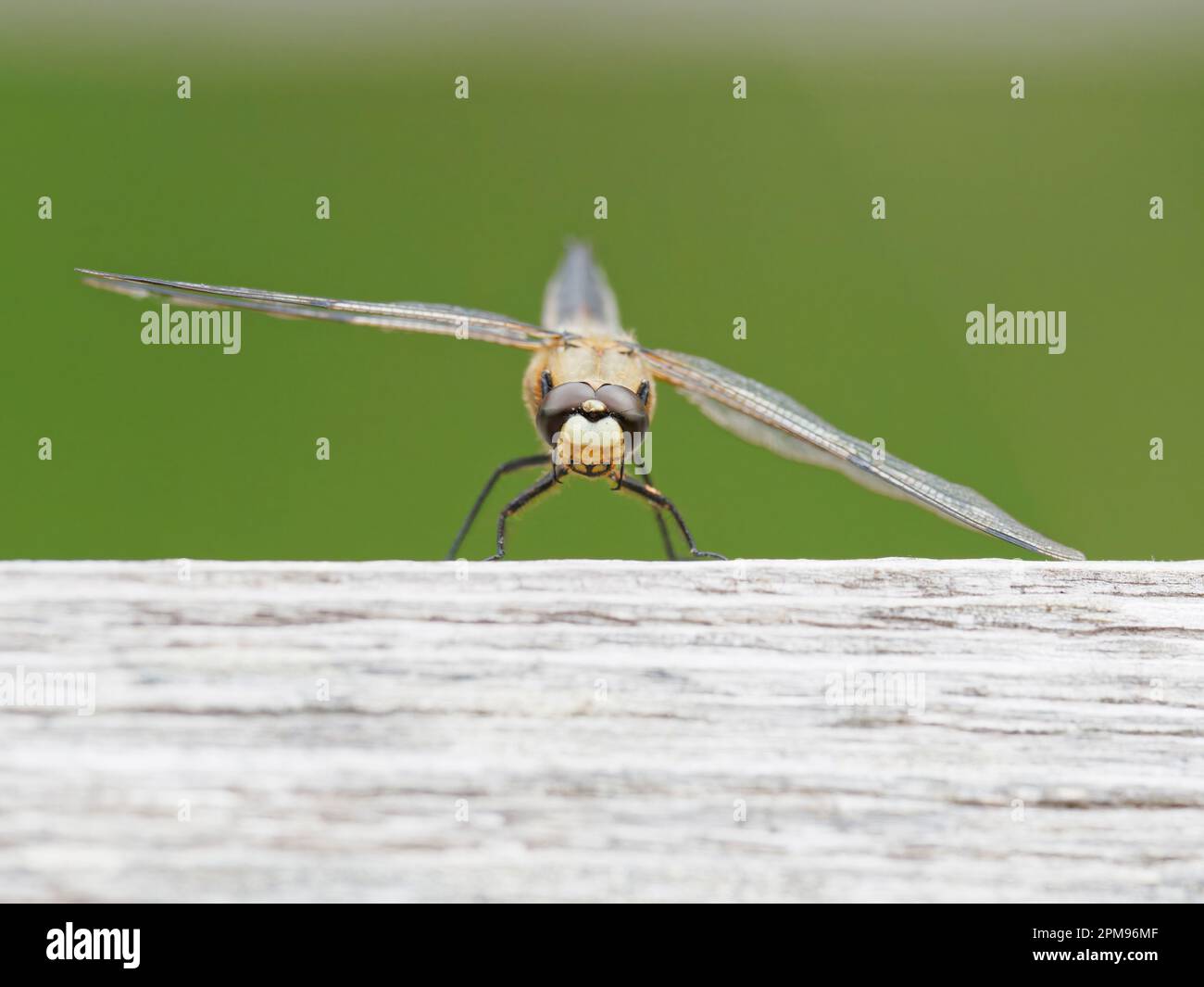 Four Spotted Chaser Libellula quadrimaculata Abernethy Forest, Schottland, UK IN003985 Stockfoto