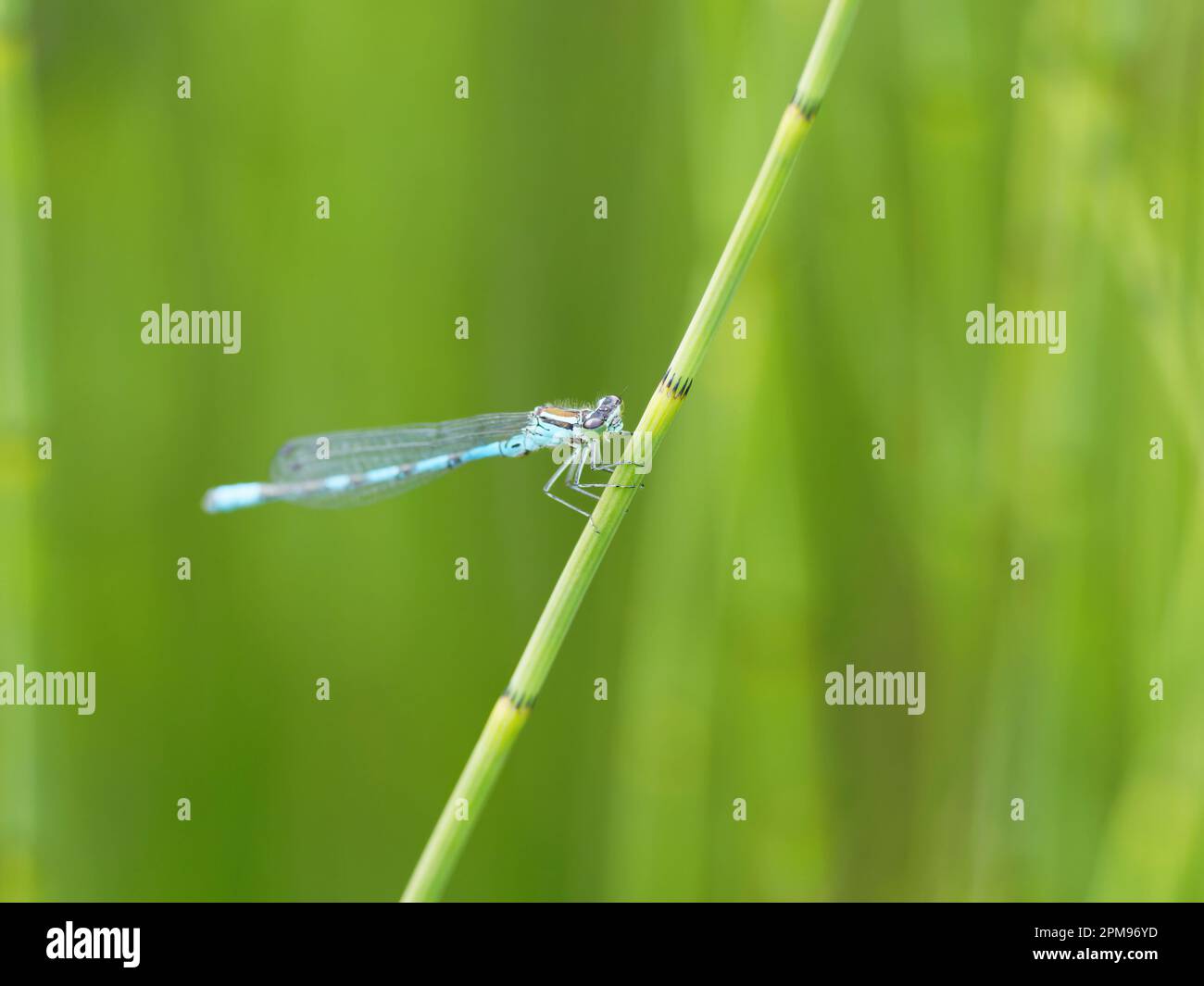 Northern Damselfly Coenagrion hastulatum Abernethy Forest, Schottland, UK IN004056 Stockfoto