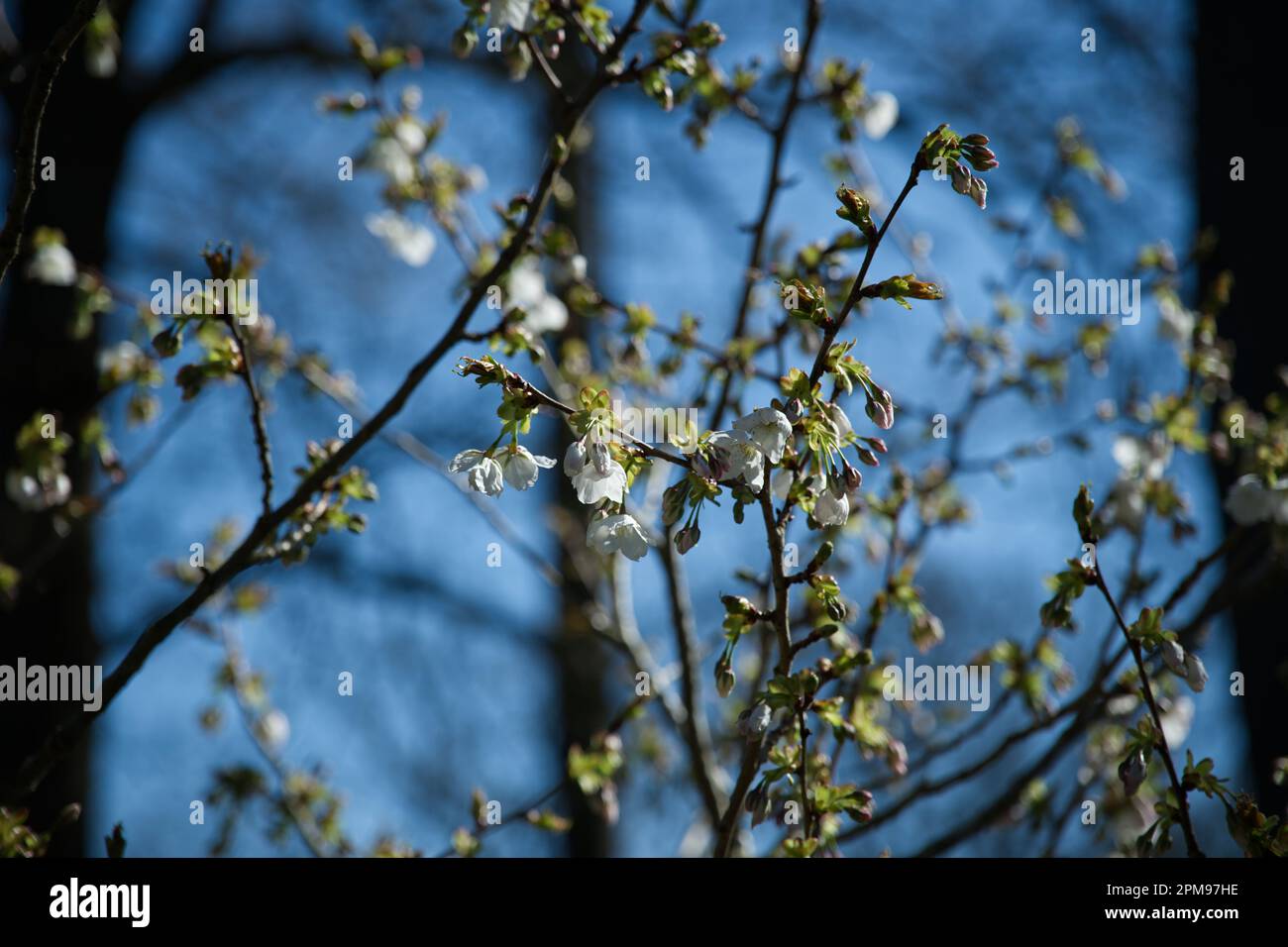 Weiße Frühlingsblüte des Zierbaums prunus Tai haku im britischen Garten April Stockfoto