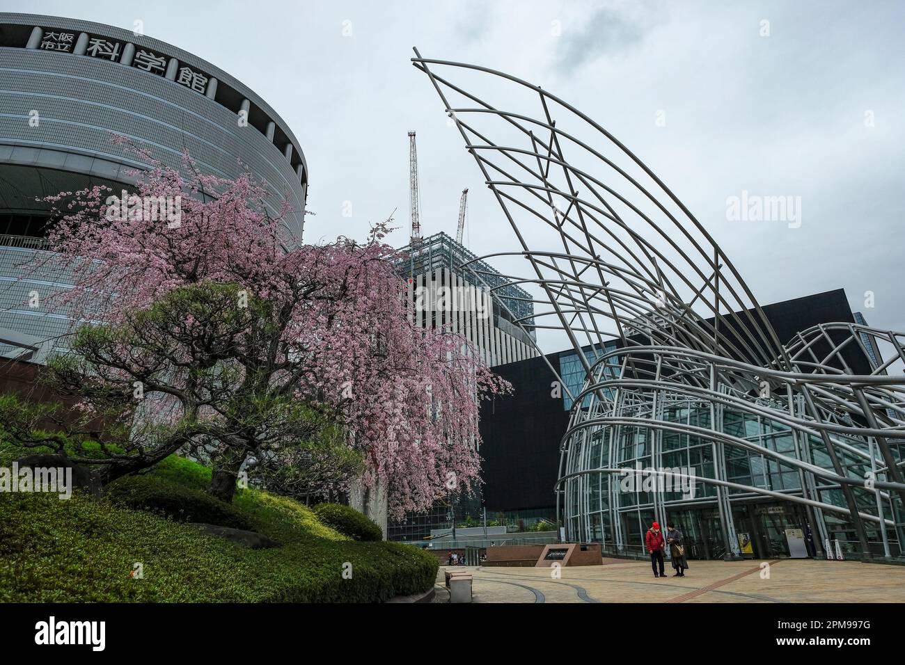 Osaka, Japan - 24. März 2023: Ein Kirschblütenbaum vor dem National Museum of Art and Science Museum in Osaka, Japan. Stockfoto