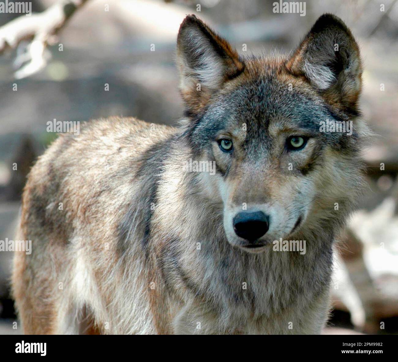FILE - A gray wolf is pictured on July 16, 2004, at the Wildlife Science Center in Forest Lake, Minn. The Wisconsin Department of Natural Resources' policy board will get a finalized wolf management plan in October, the department's leader said Wednesday, April 12, 2023. (AP Photo/Dawn Villella, File) Stockfoto