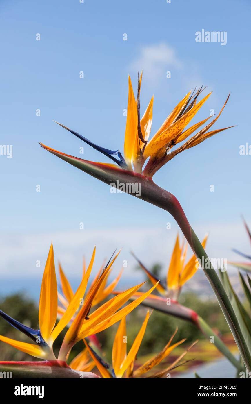 Paradiesblume, Strelitzia reginae Stockfoto