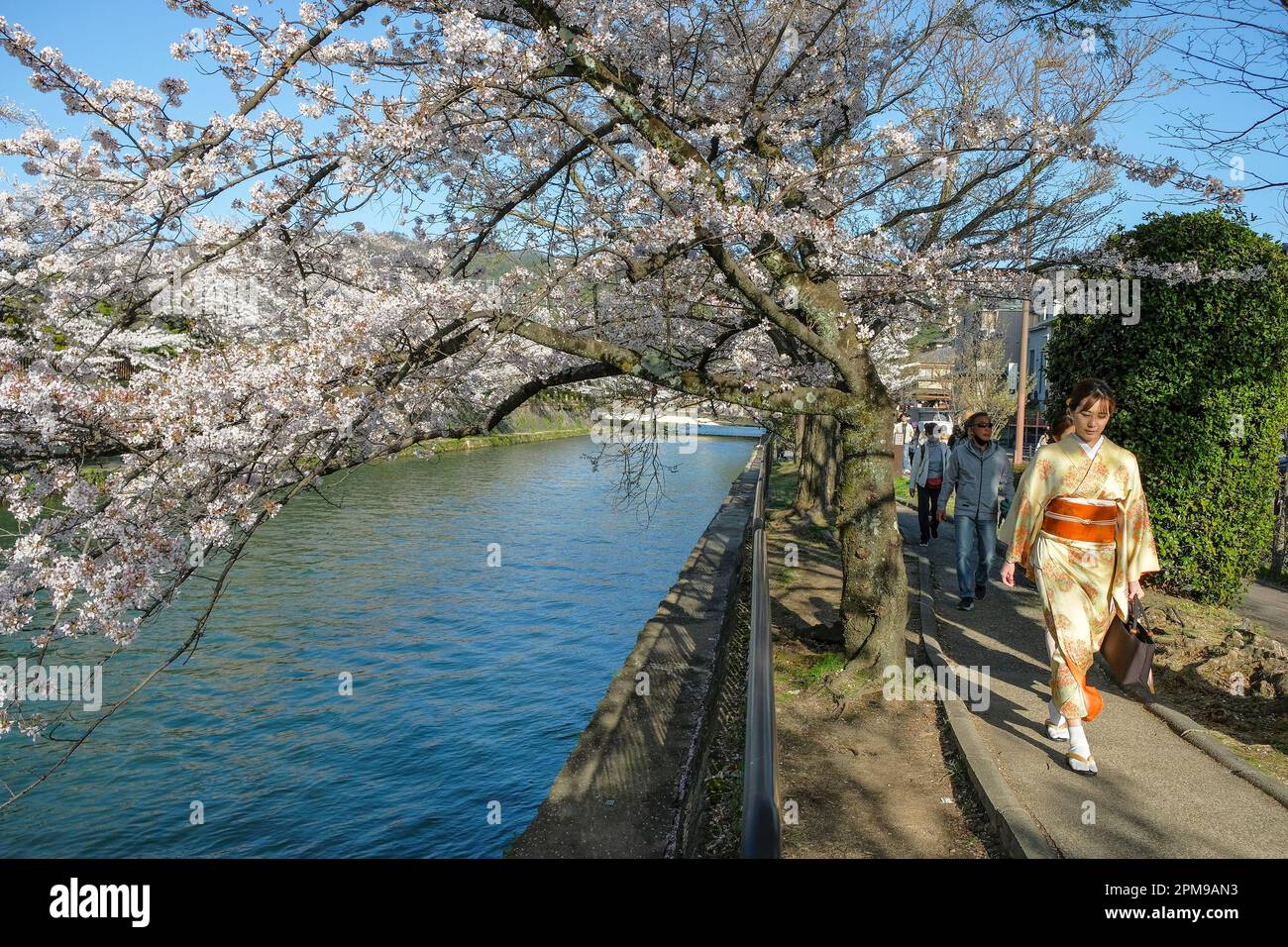 Kyoto, Japan - 28. März 2023: Eine Frau in einem Kimono, die mit Kirschblüten auf dem Okazaki-Kanal in Kyoto, Japan, spaziert. Stockfoto