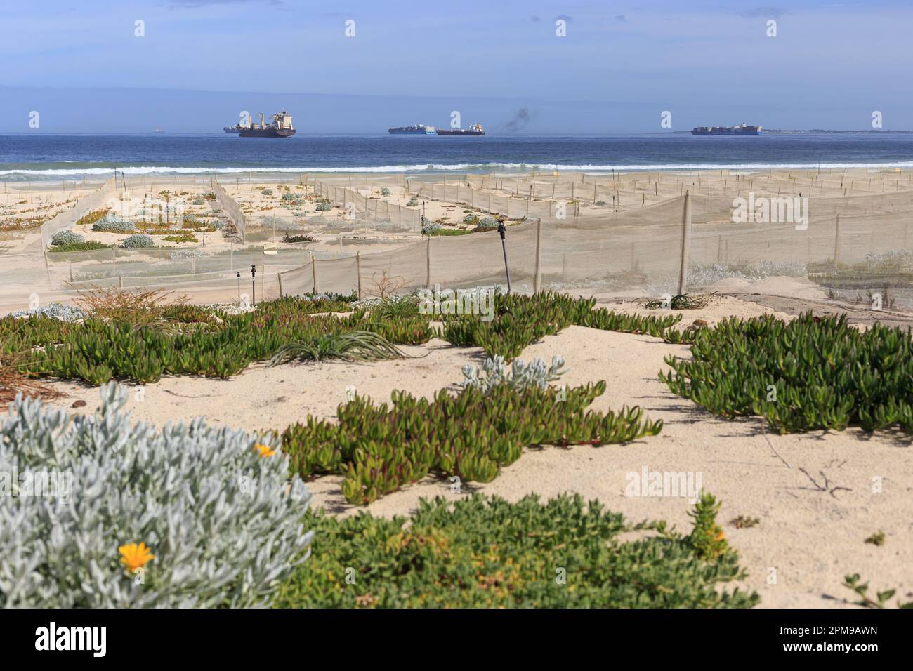 Kapstadt, Westkap, Südafrika - 11. 2023. April: Projekt zur Sanierung der Dünen am Table View Beach im Gange. Stockfoto