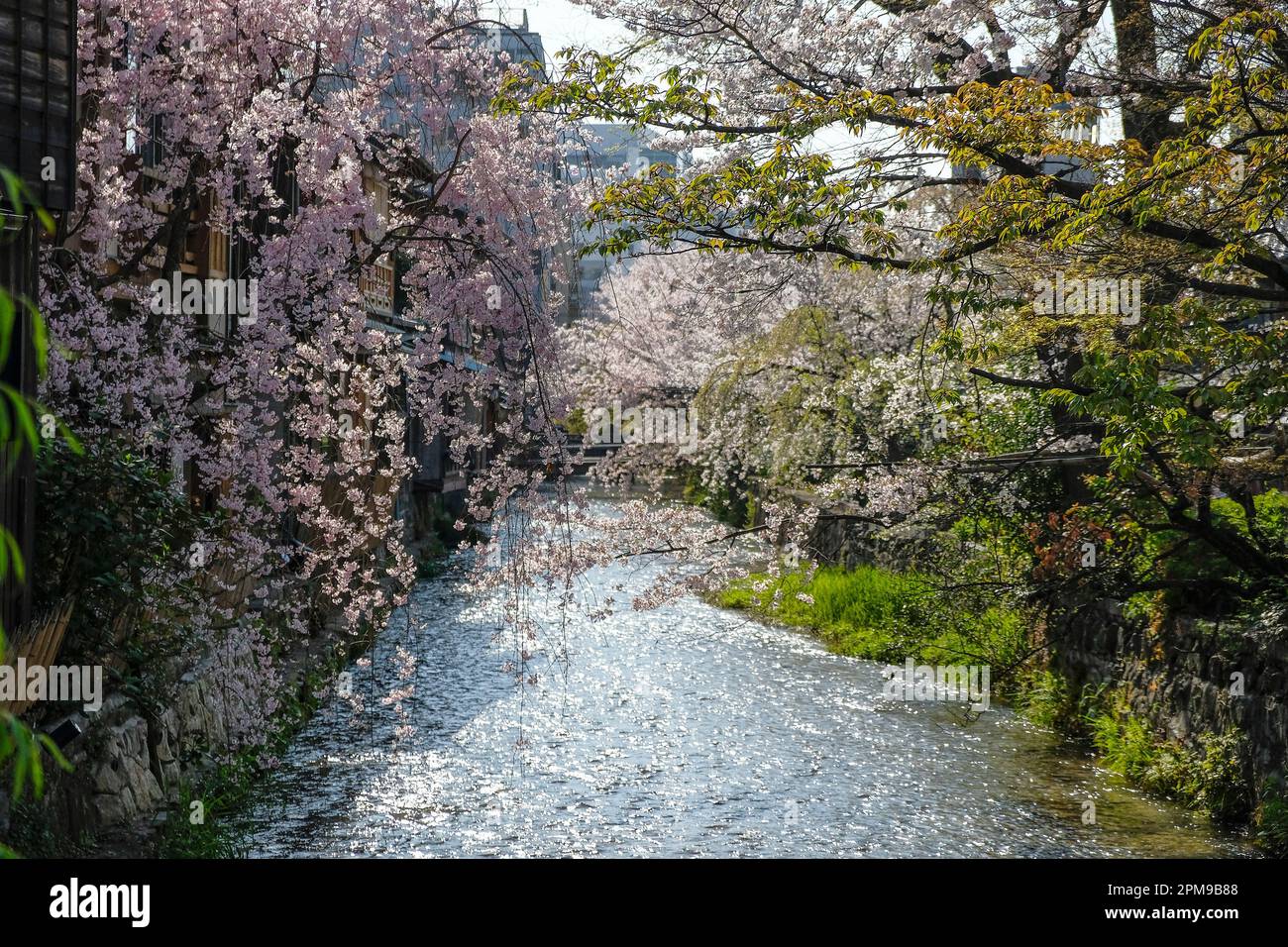 Kirschblüten auf der Tatsumi-Brücke des Shirakawa-Kanals im Stadtteil Gion in Kyoto, Japan. Stockfoto