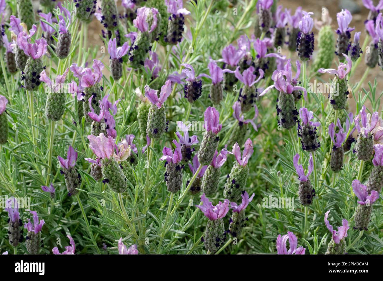 Foto von blühenden Lavendelblumen lavandula stoechas Javelin forte spanish Lavendel Stockfoto