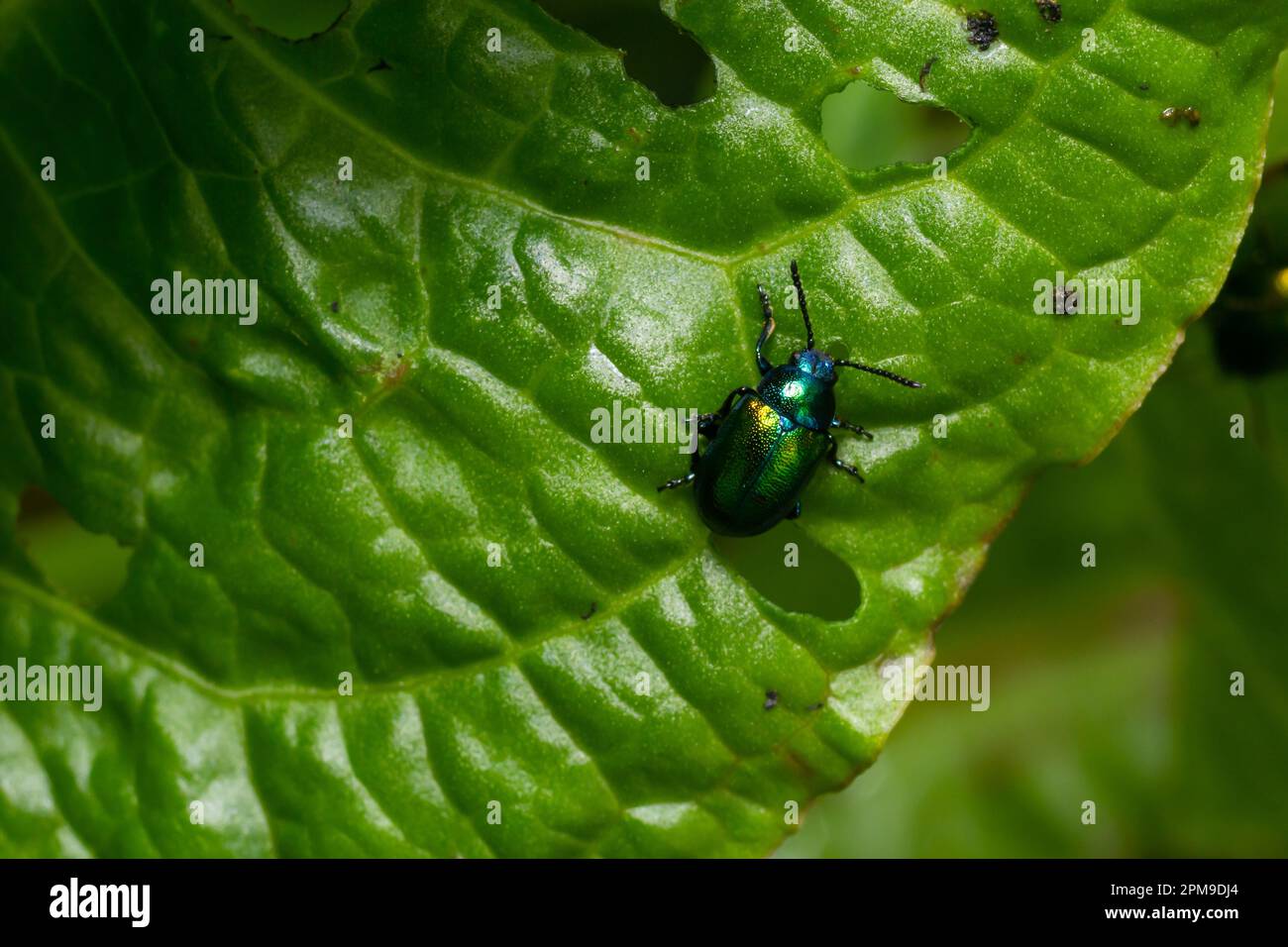 Farbenfroher Hundekuchen-Käfer Chrysochus auratus auf großen grünen Blättern. Stockfoto