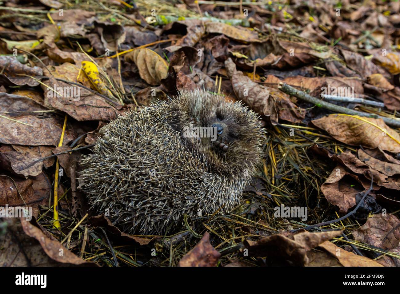 Igel Legt Sich Auf Die Seite