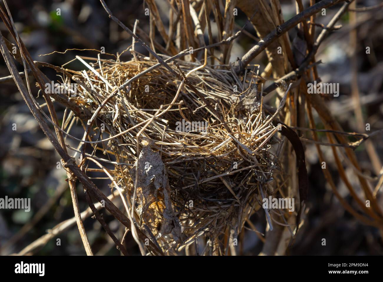 Ein leeres Vogelnest. Frühlingswald, im Busch gibt es ein verlassenes Vogelnest, das zurückkehrt, um Eier zu legen und Nachkommen aufzuziehen. Stockfoto