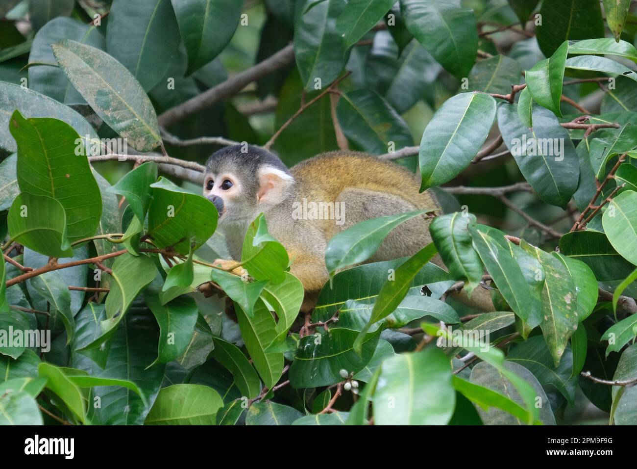 Nahaufnahme eines schwarzen, gekappten Eichhörnchenaffen, der im Sandoval Lake Amazonas-Wald Essen isst. Selektiver Abschluss des Affen. Stockfoto