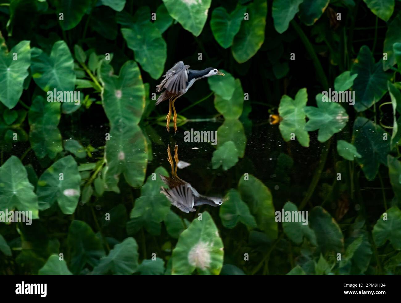 WEISSBRUSTGEWÄCHSE Stockfoto