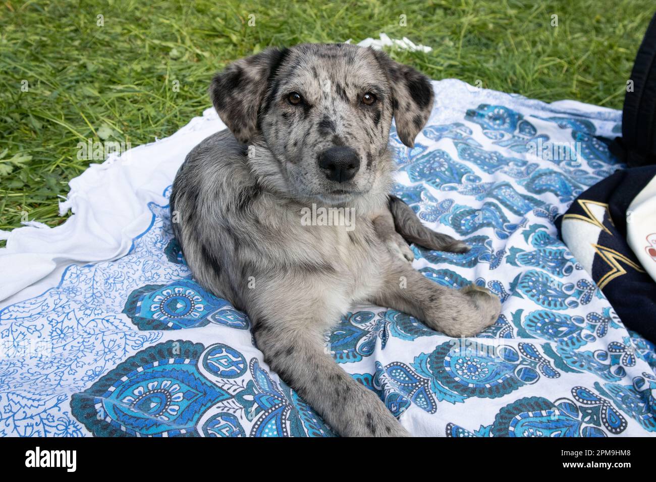 Hund auf dem Gras, Hund in der Natur, australischer Hirte, goldener Retriever Stockfoto