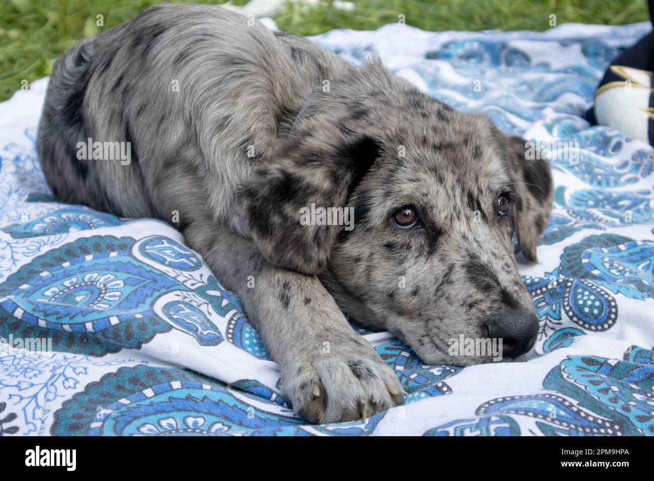 Hund auf dem Gras, Hund in der Natur, australischer Hirte, goldener Retriever Stockfoto