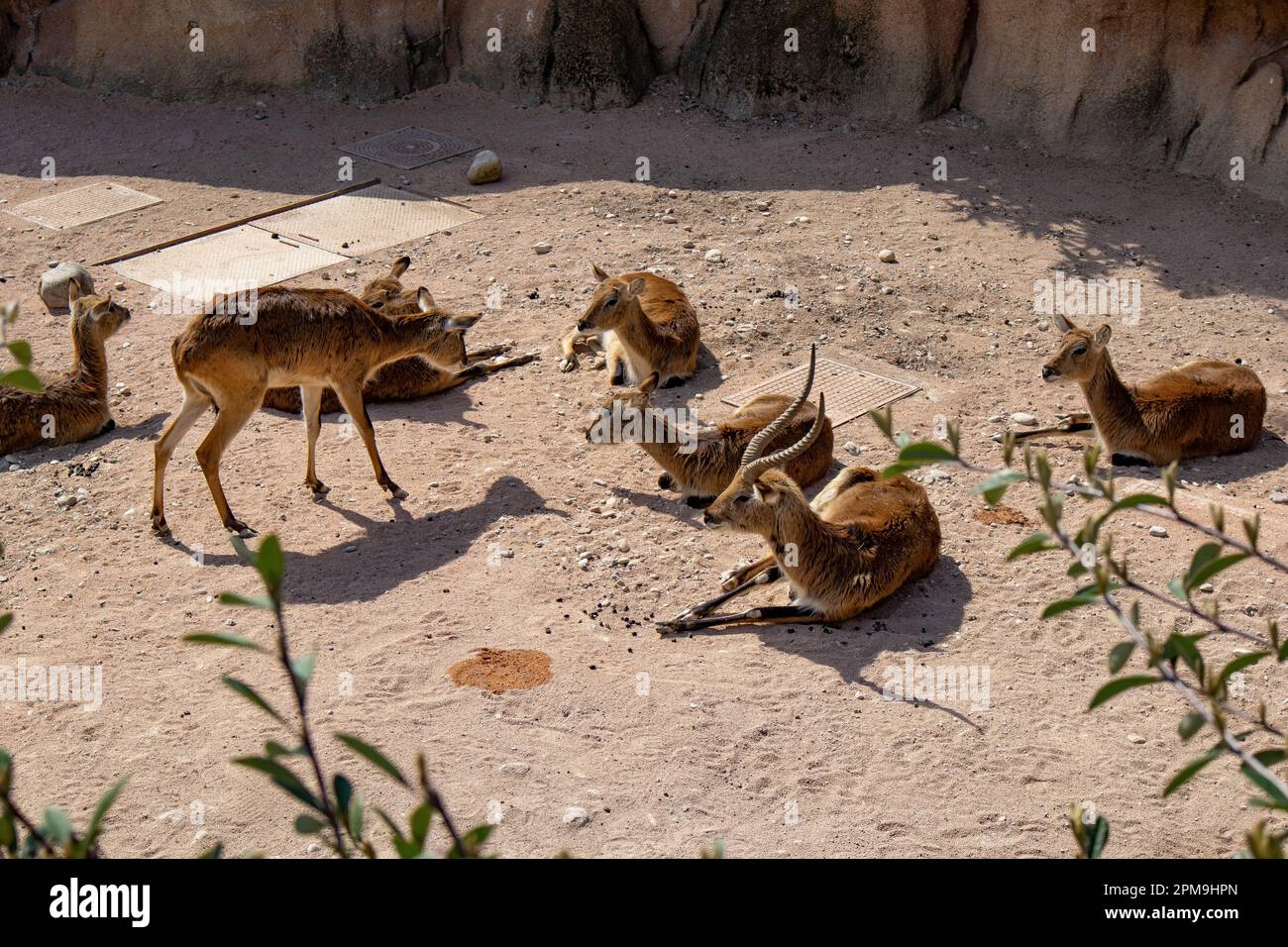 Afrikanische Langhorn-Antilope, eine Gruppe Antilopen, die in der Savanne sitzt Stockfoto