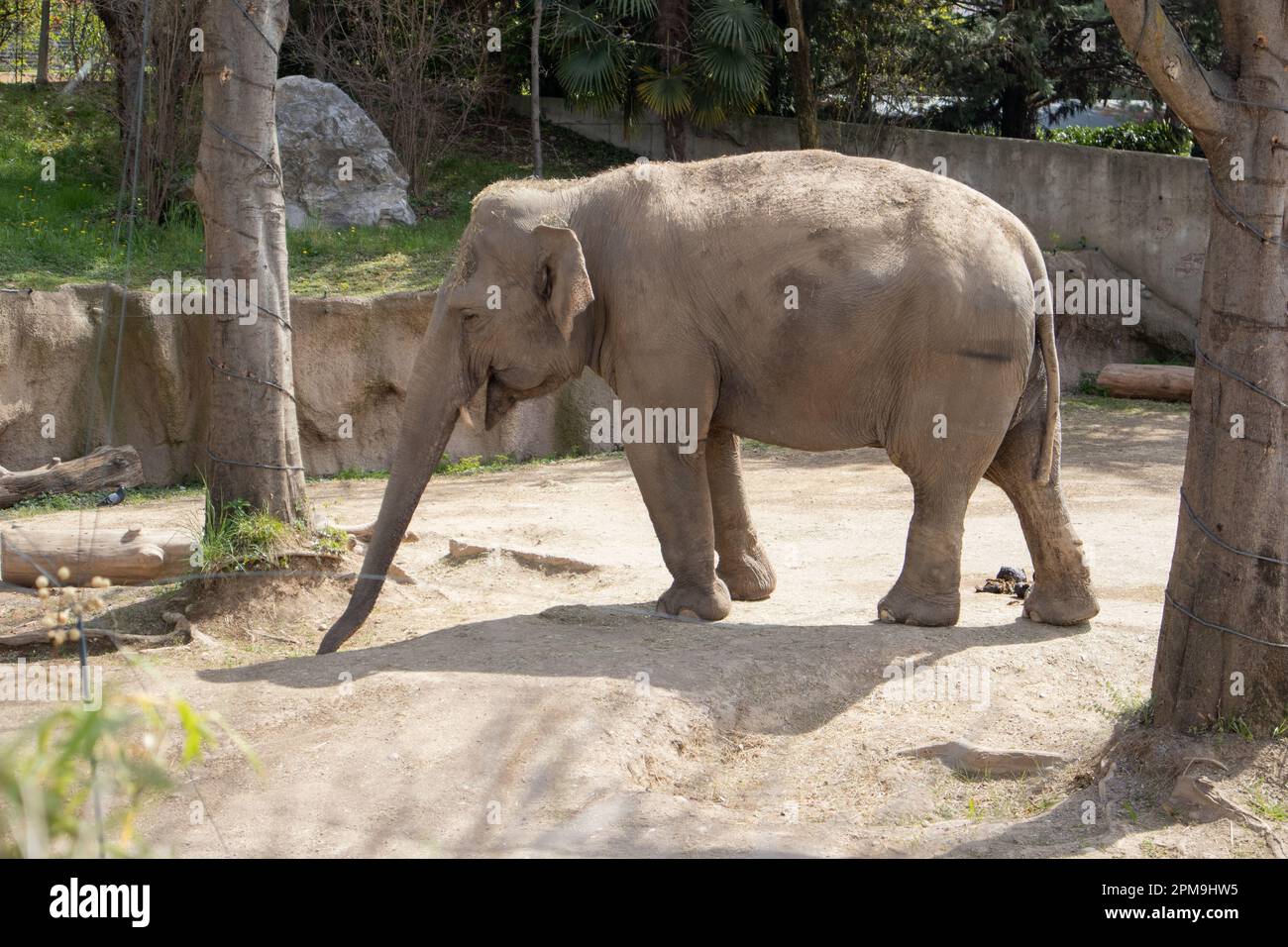 Ein indischer Elefant in der Savanne sucht nach Nahrung am Boden Stockfoto