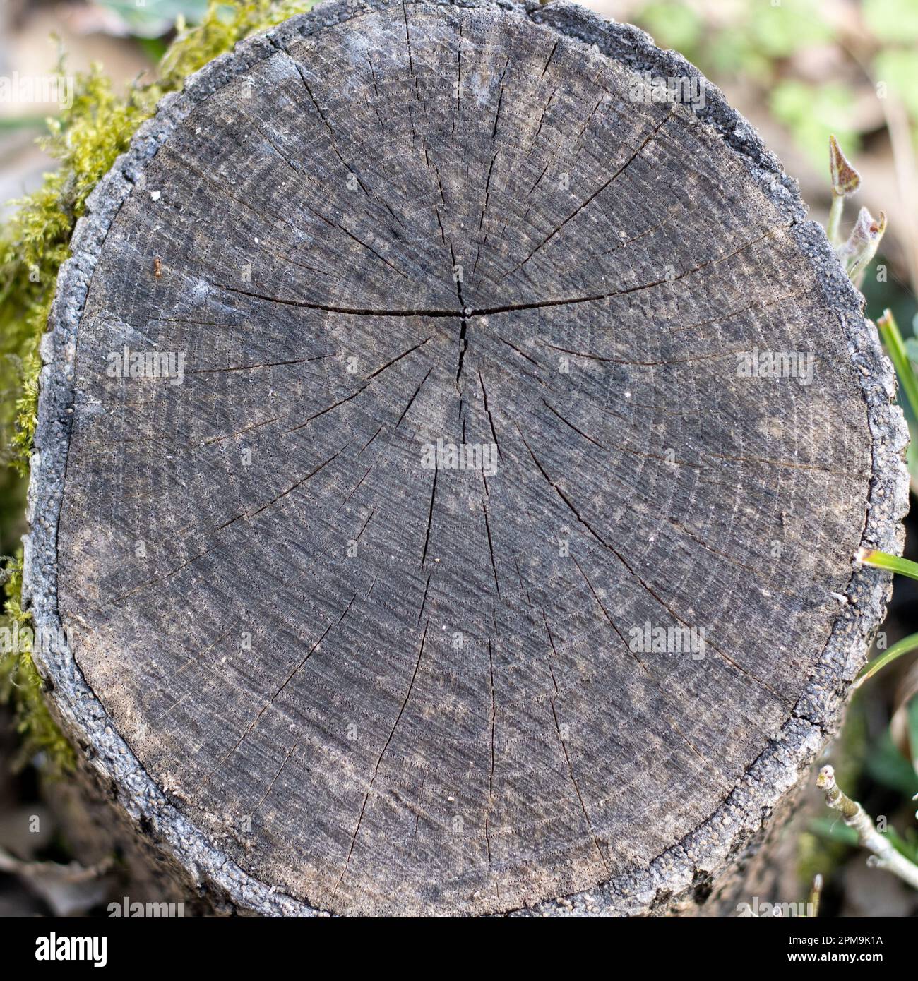 Baumstamm Fällen Stockfoto