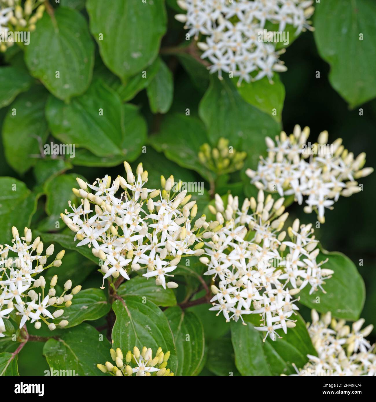 Blühender roter Dogwood, Cornus sanguinea Stockfoto