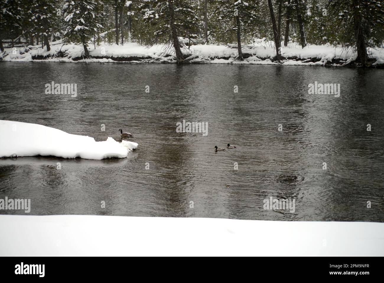 Canada Gänse, Mallard Ducks am Madison River Yellowstone im Winter Stockfoto