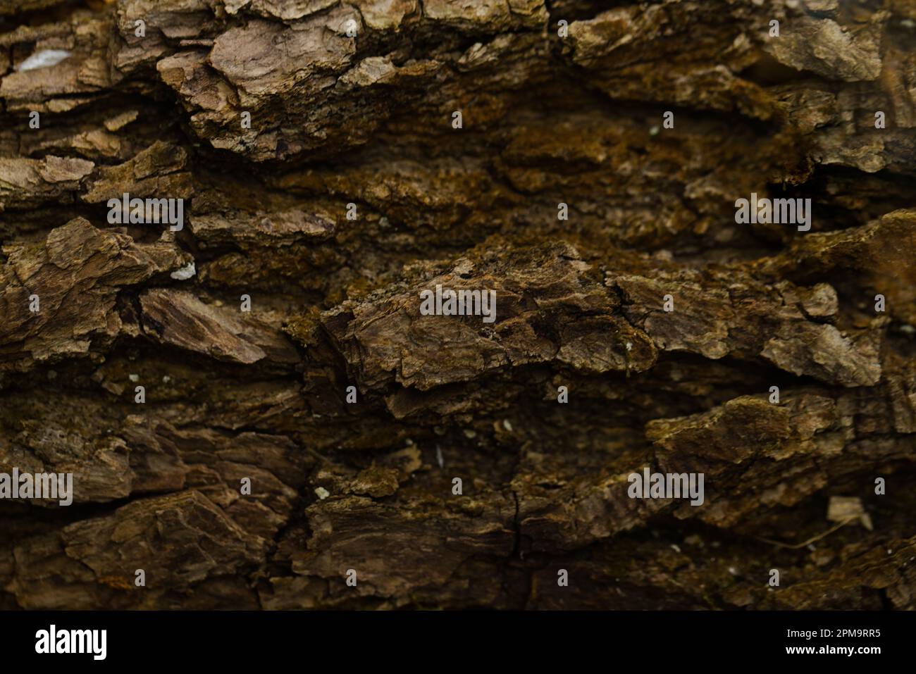 Die Konsistenz eines Stücks frischer Ahornrinde. Stockfoto