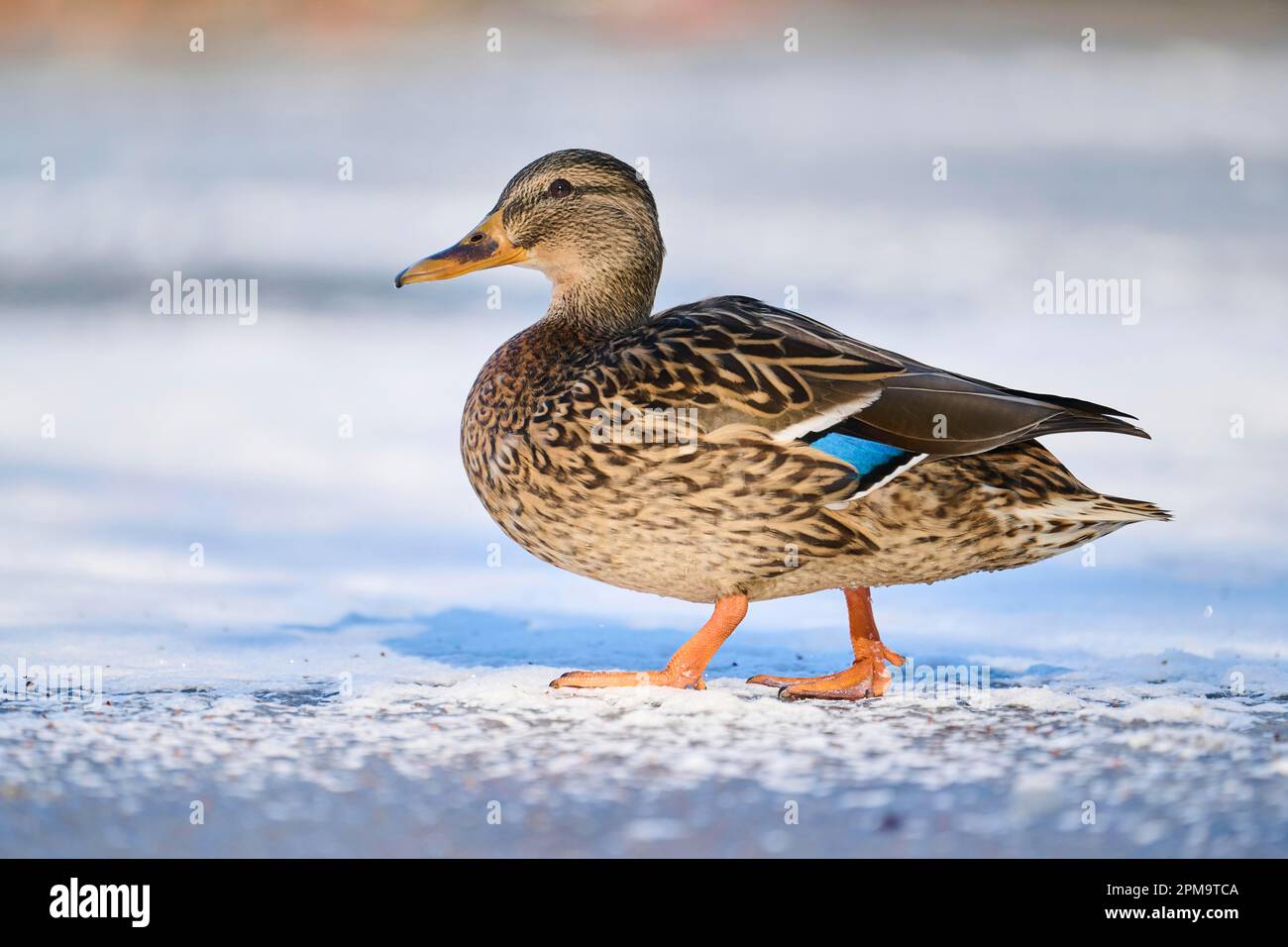 Wildente (Anas platyrhynchos), weiblich, auf einem gefrorenen See, Bayern, Deutschland Stockfoto