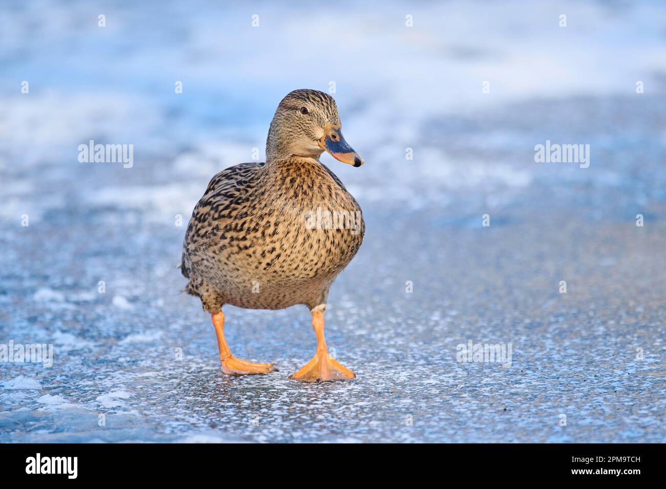 Wildente (Anas platyrhynchos), weiblich, auf einem gefrorenen See, Bayern, Deutschland Stockfoto