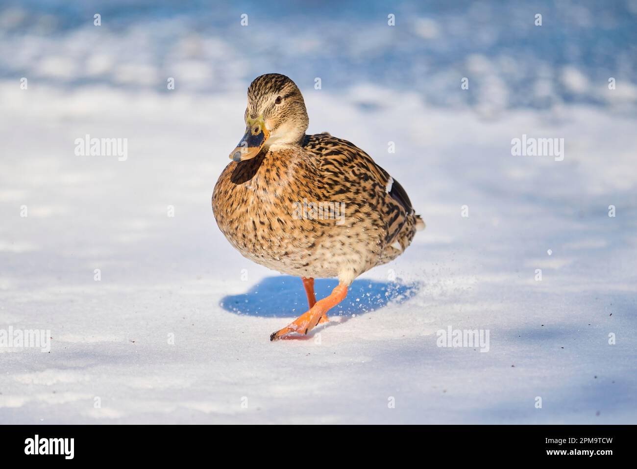 Wildente (Anas platyrhynchos), weiblich, auf einem gefrorenen See, Bayern, Deutschland Stockfoto
