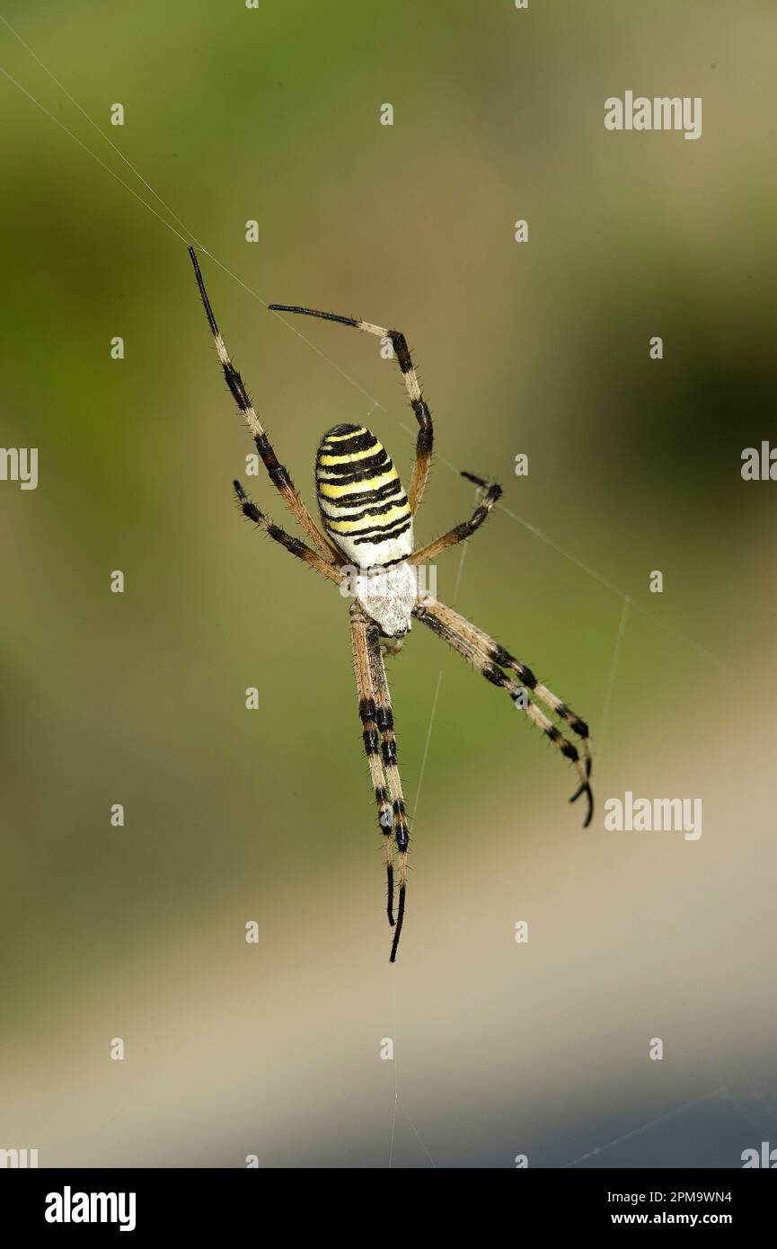 Argiope bruennichi. Maristella. Alghero, Sardegna. Italien Stockfoto