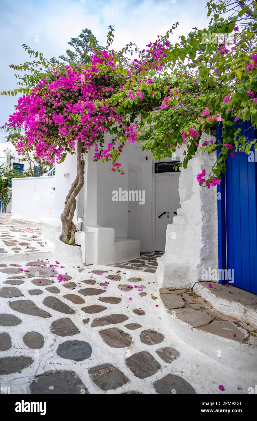 Kleine Gasse mit weißen zykladischen Häusern und lila Bougainvillea, Chora, Mykonos Stadt, Mykonos, Kykladen, Ägäisches Meer, Griechenland Stockfoto