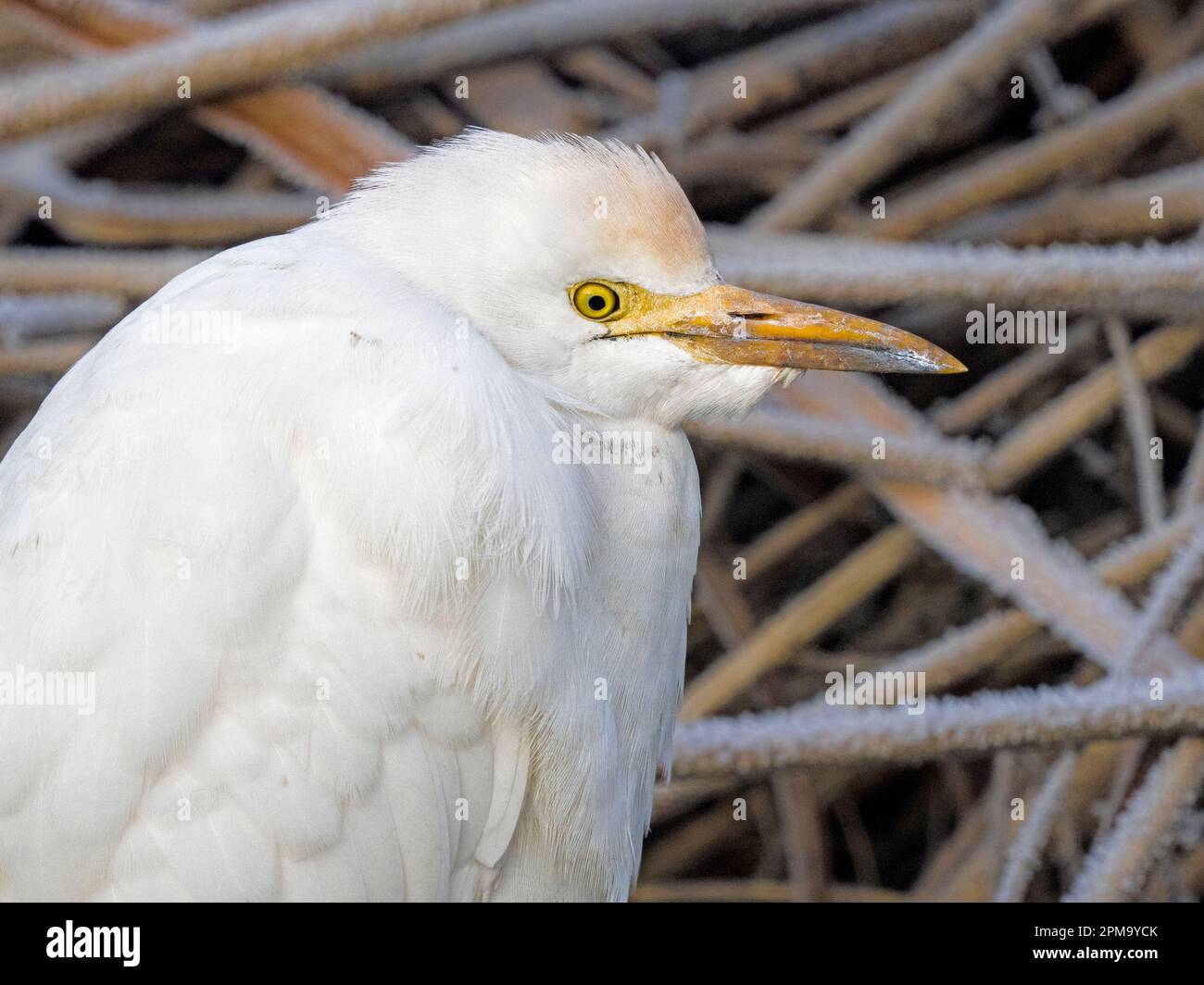 Adulte Rinder Egret (Bubulcus ibis) in the Frost, Ouse Washes, Cambridgeshire, England Stockfoto
