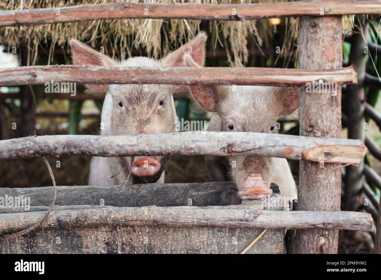 Zwei kleine Schweine in einem kleinen Stall, die durch Holzstangen schauen Stockfoto