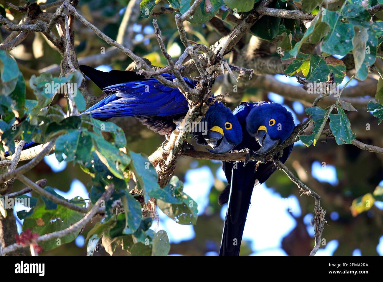 Hyazinth Macaw (Anodorhynchus hyacinthinus), Blue Macaw, Paar auf dem Baum, Pantanal, Mato Grosso, Brasilien, Südamerika Stockfoto