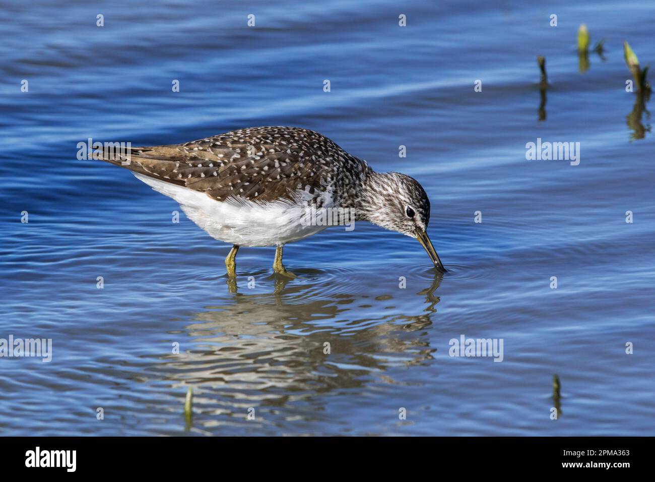 Grünes Sandpiper (Tringa ochropus) zur Futtersuche für kleine wirbellose Tiere in flachem Wasser entlang der Teichküste in Feuchtgebieten im Frühjahr Stockfoto