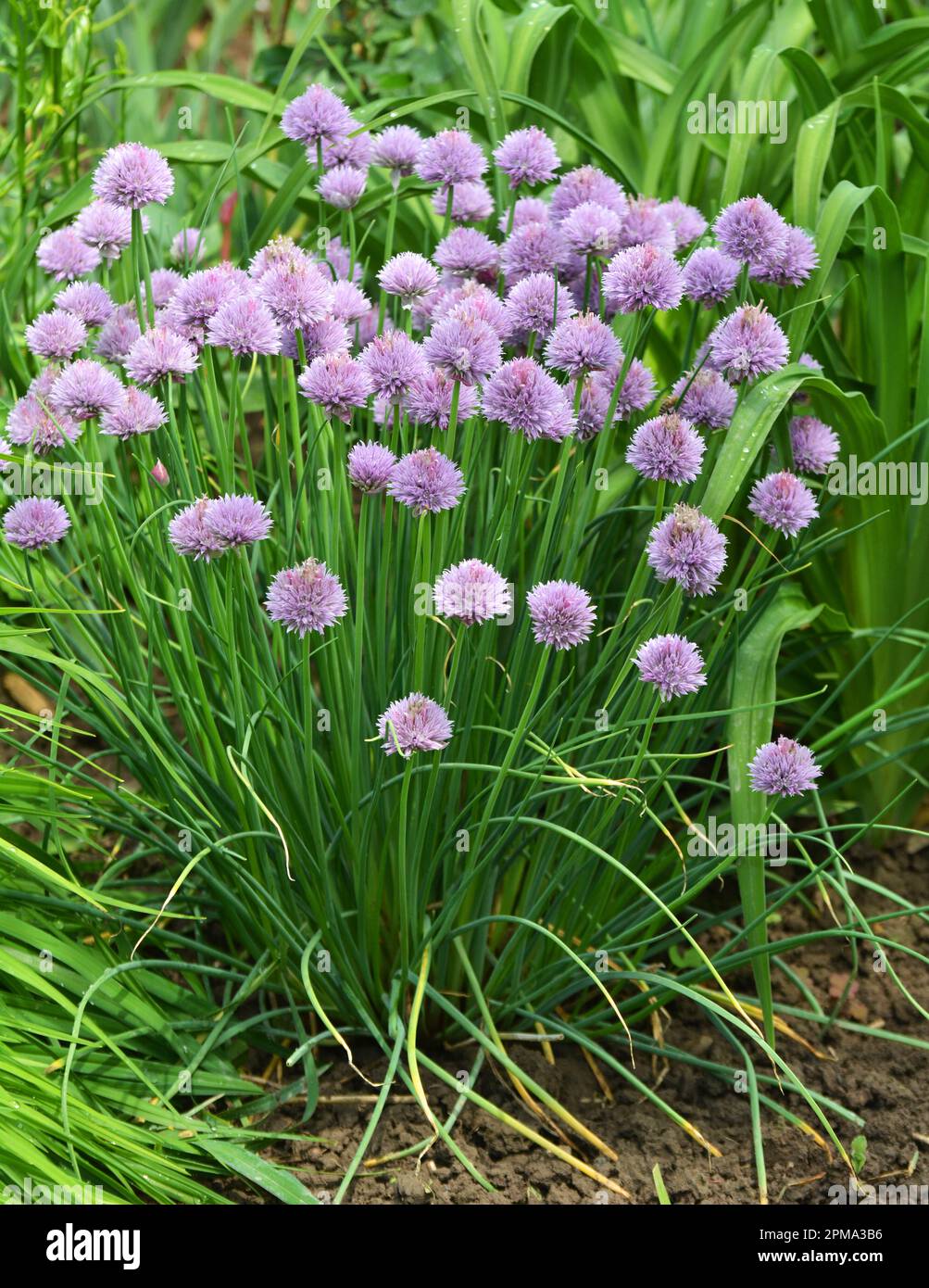 Dekorative Zwiebeln wachsen und blühen auf einem Blumenbeet im Garten Stockfoto
