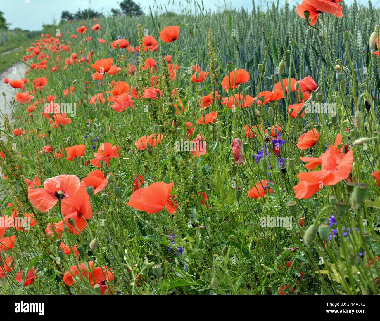 Wilder Mohn, der wie ein Unkraut auf einem Ackerfeld wächst Stockfoto